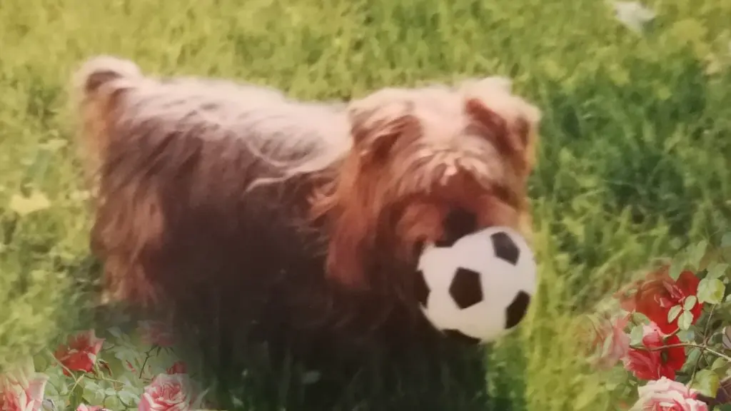 Condolence image of Immer ♡in♡meinem♡Herzen ♡