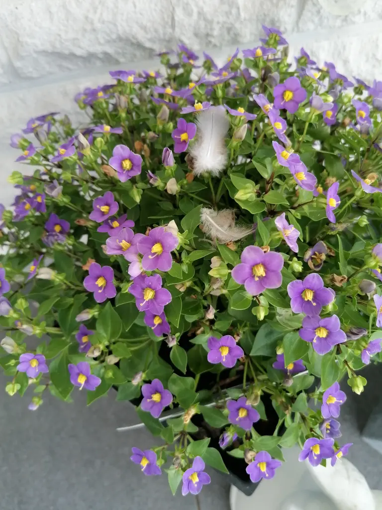 Condolence image of Immer ♡in♡meinem♡Herzen ♡