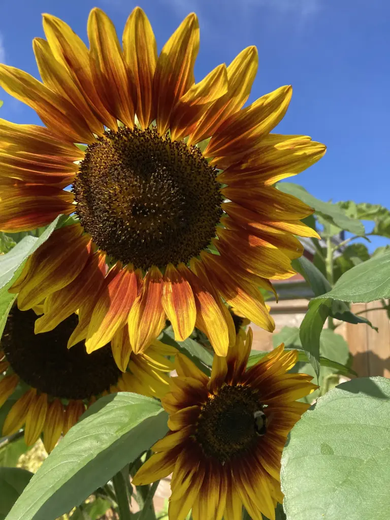 Condolence image of Unbekannt