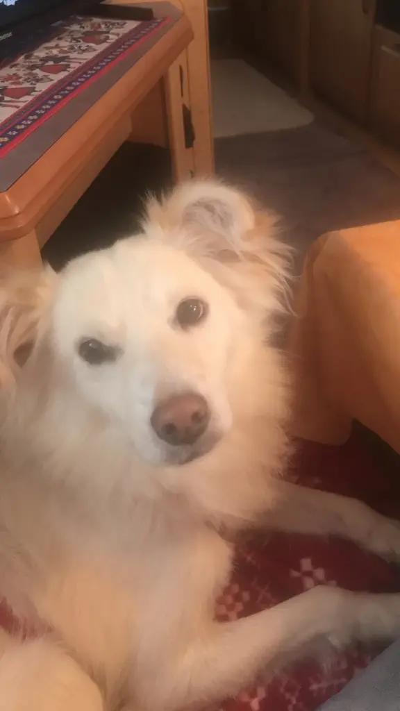 Condolence image of Heike mit Bobbie 