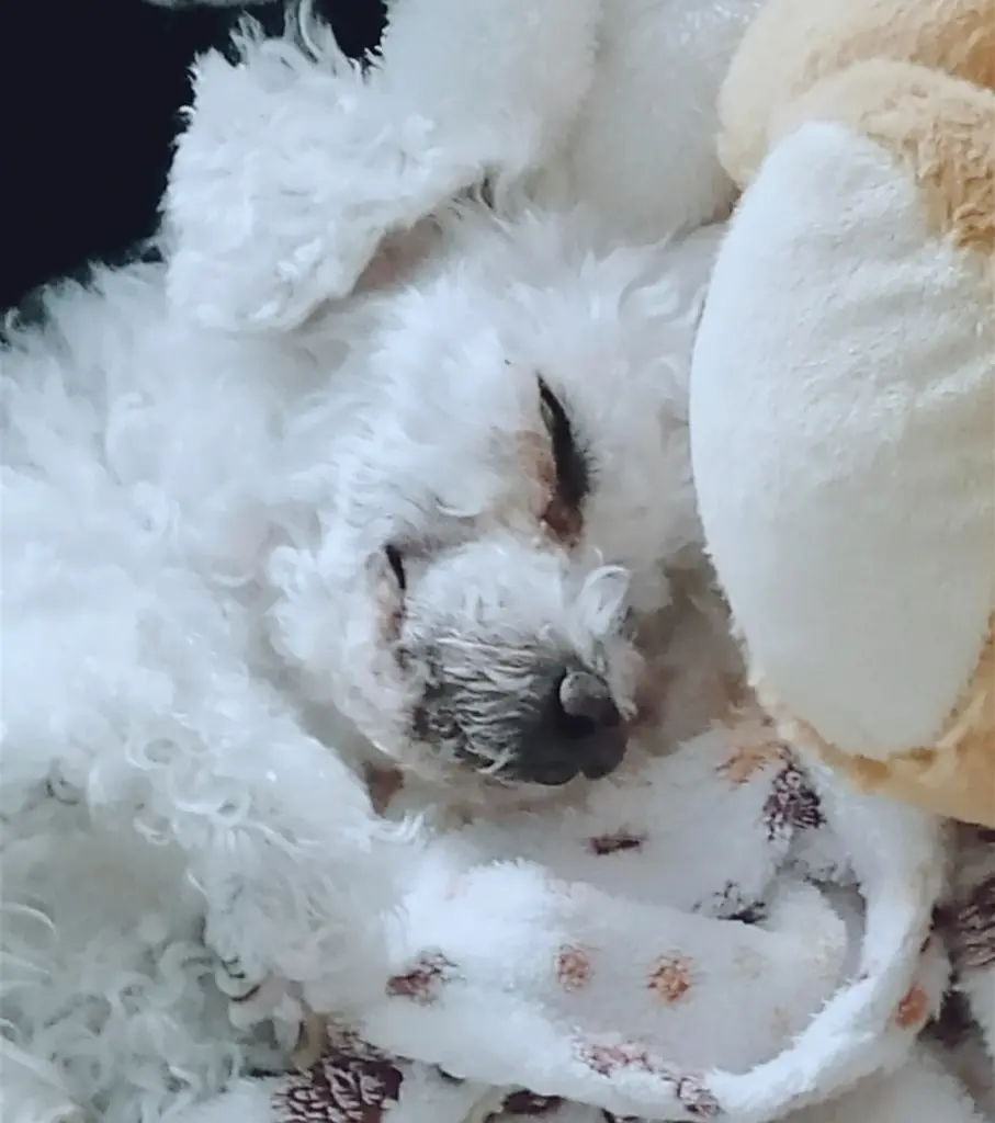 Condolence image of Immer ♡in♡meinem♡Herzen ♡