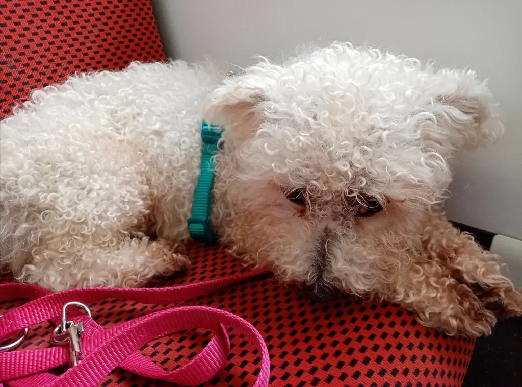 Condolence image of Dein lieber Snupik  mit Aliya im Herzen ❤️ 