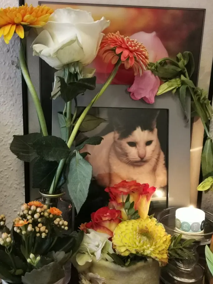 Condolence image of Olena mit Lesik im Herzen ❤️