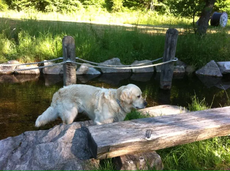 Condolence image of für Snowy ❤️❤️ 