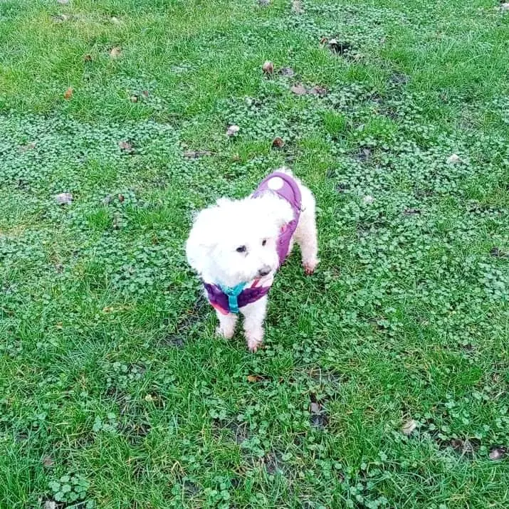 Condolence image of Dein treuer Freund Snupik  mit Aliya im Herzen 
