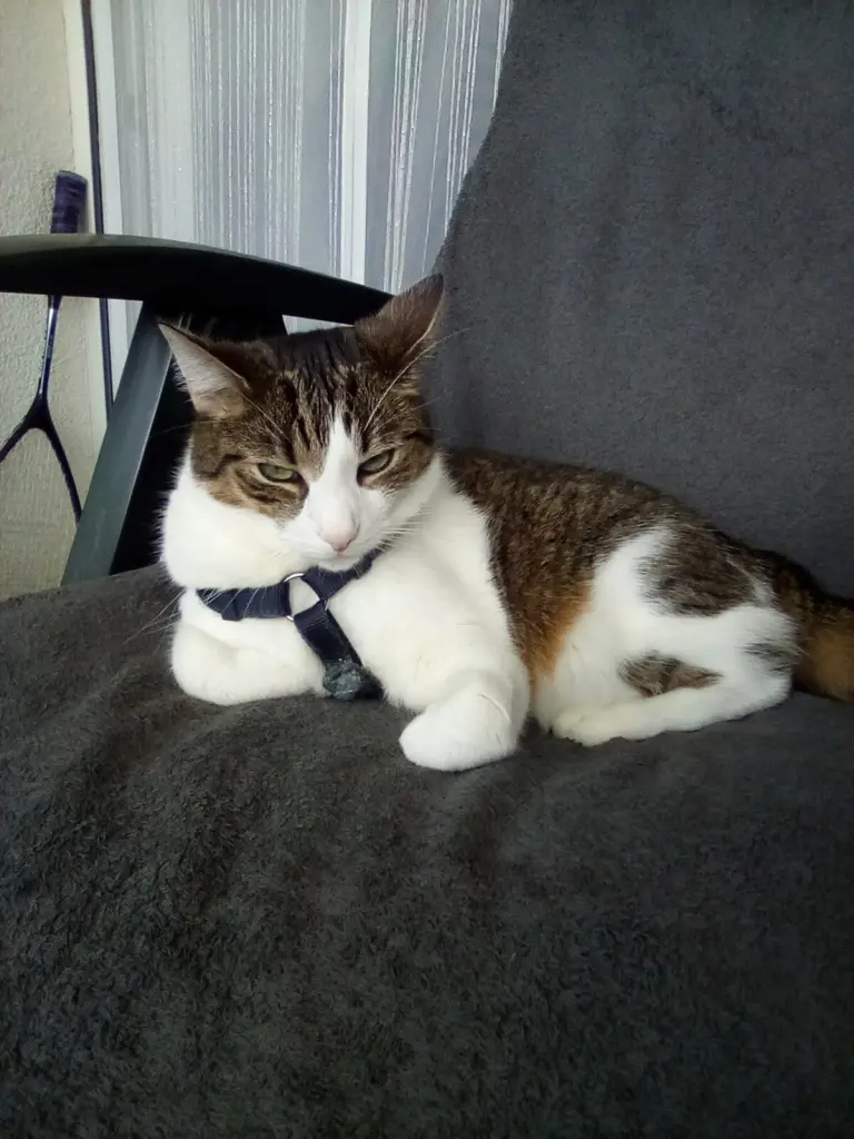 Condolence image of Beate mit Elvis im Herzen ❤