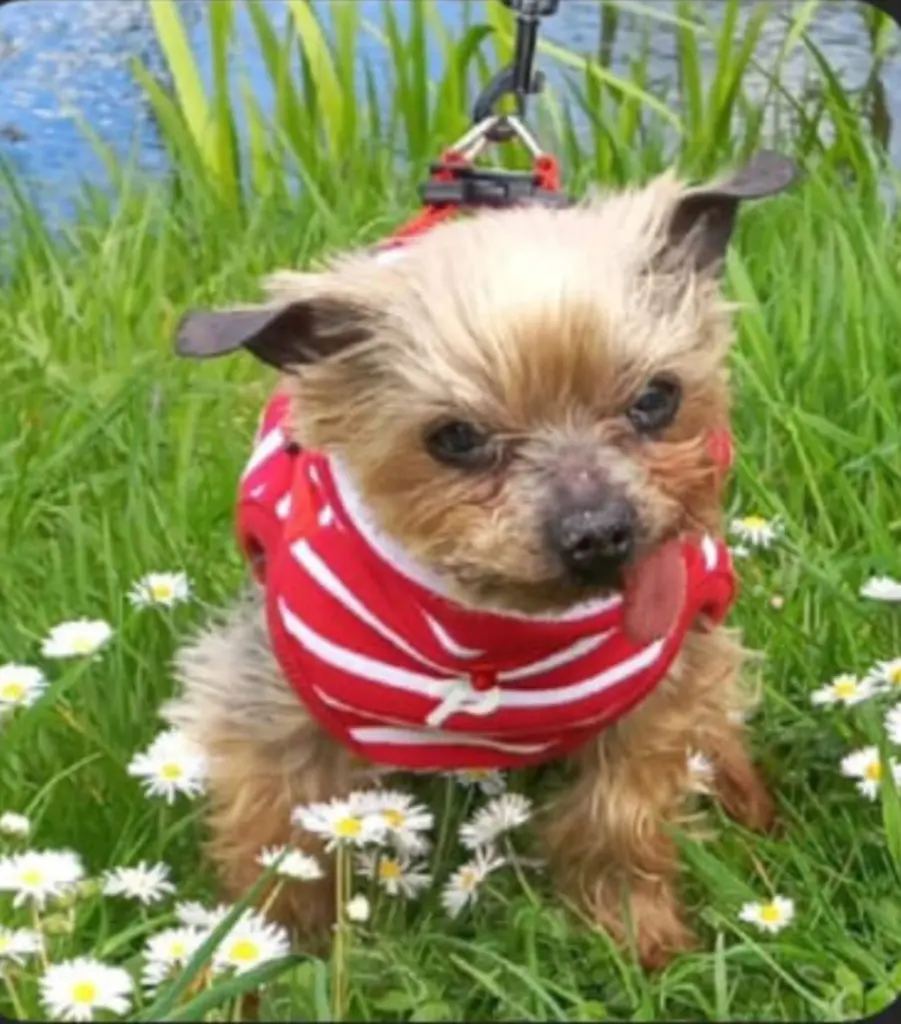 Condolence image of Kerstin ❤️Snoopy 