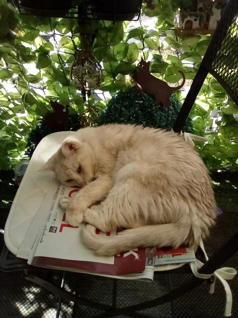 Condolence image of Beate mit Elvis im Herzen ❤