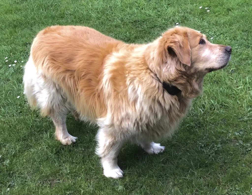 Condolence image of ❤️ Für immer im Herzen ❤️