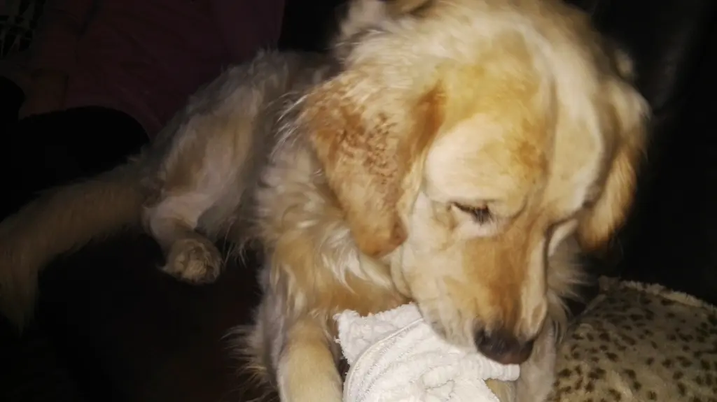 Condolence image of Peter & Christa mit Theo♥️