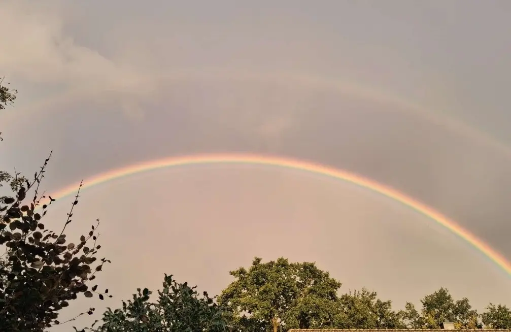 Condolence image of Cuddles ❤️