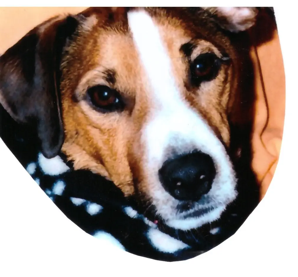 Condolence image of Paul mit "Seelenhund Spiky im Herzen"