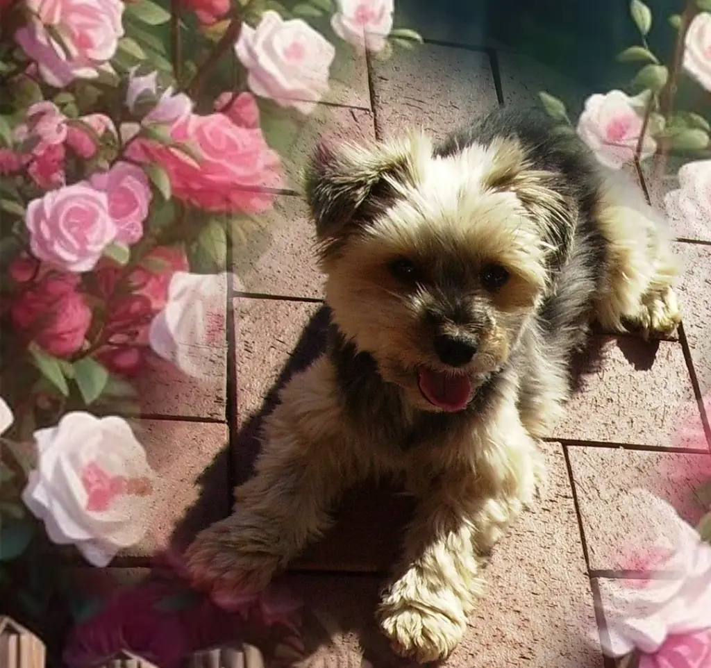 Condolence image of Immer ♡in♡meinem♡Herzen ♡