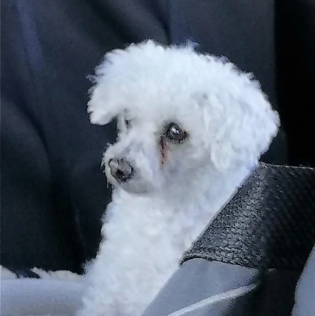 Condolence image of Gaby mit  ♡☙Snowy☙♡