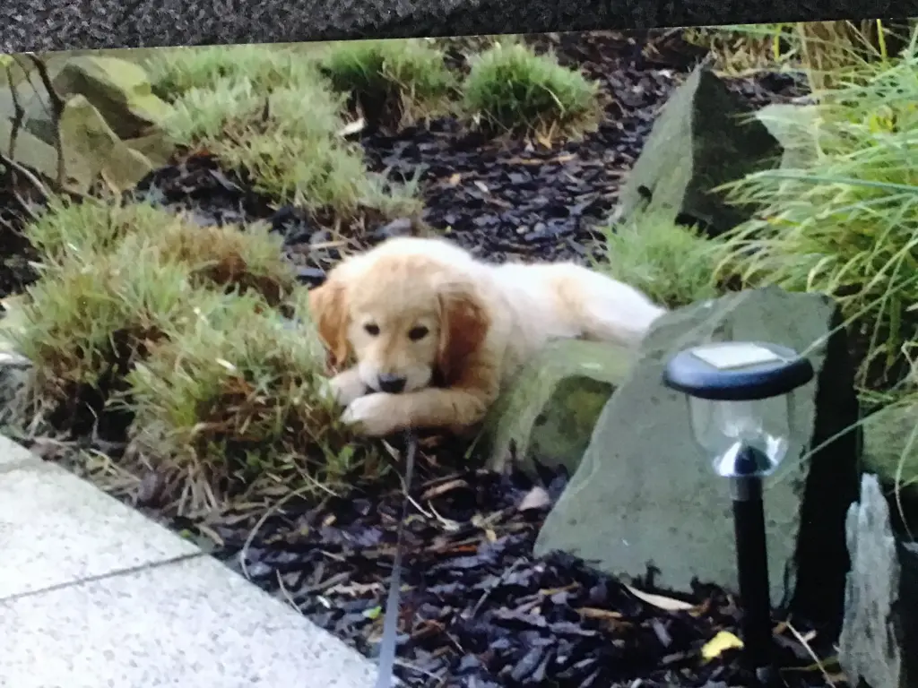 Condolence image of Angelika mit Luna ❤️⭐️