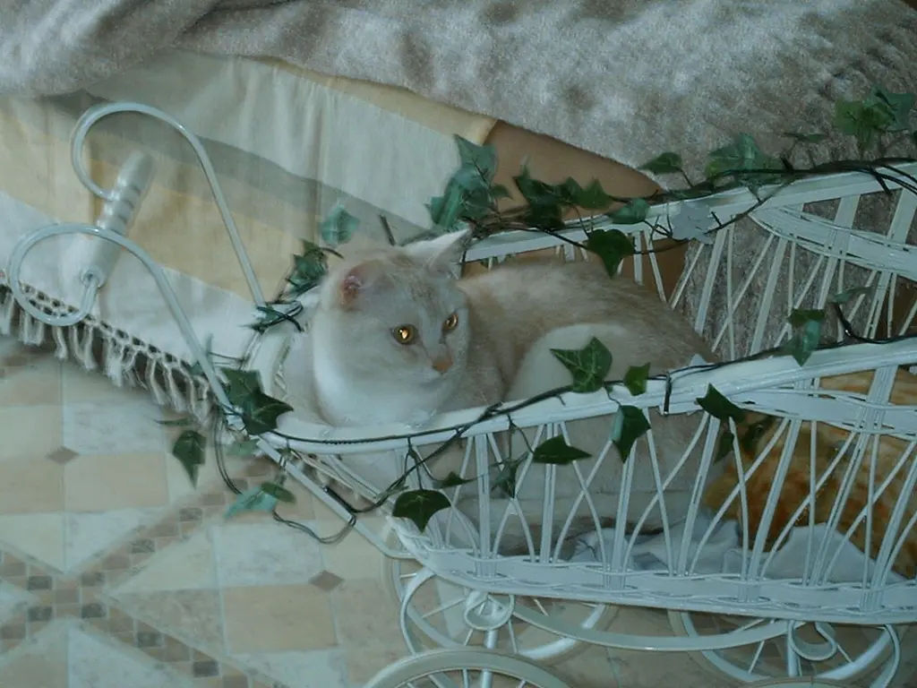 Condolence image of Beate mit Elvis im Herzen ❤