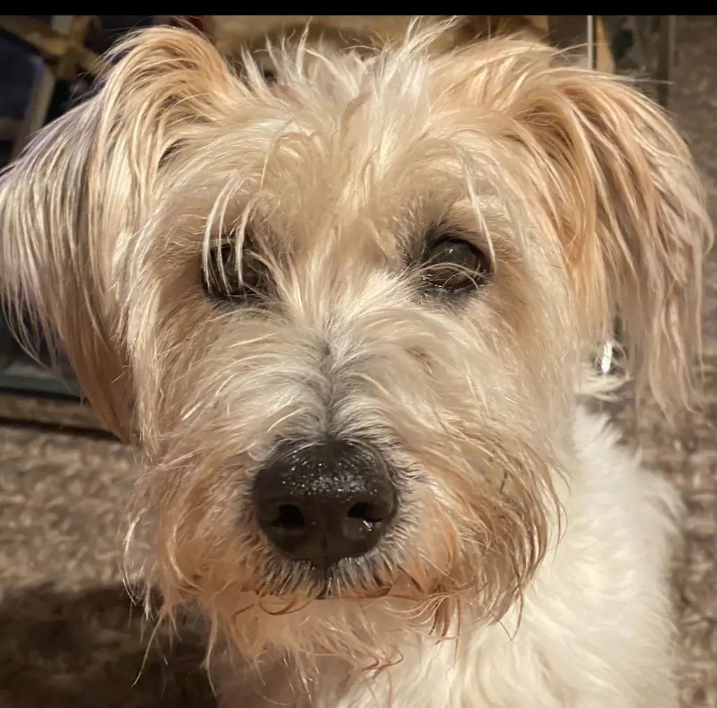 Condolence image of Danke