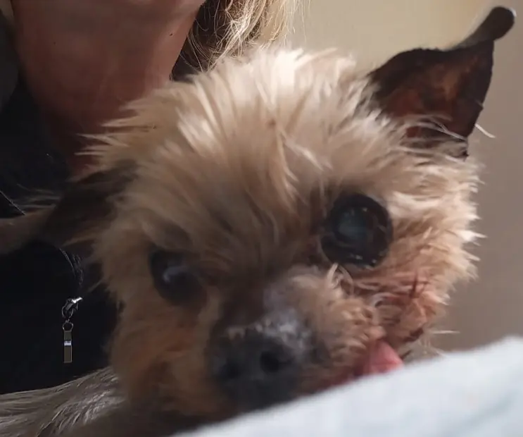 Condolence image of Kerstin ❤️Snoopy