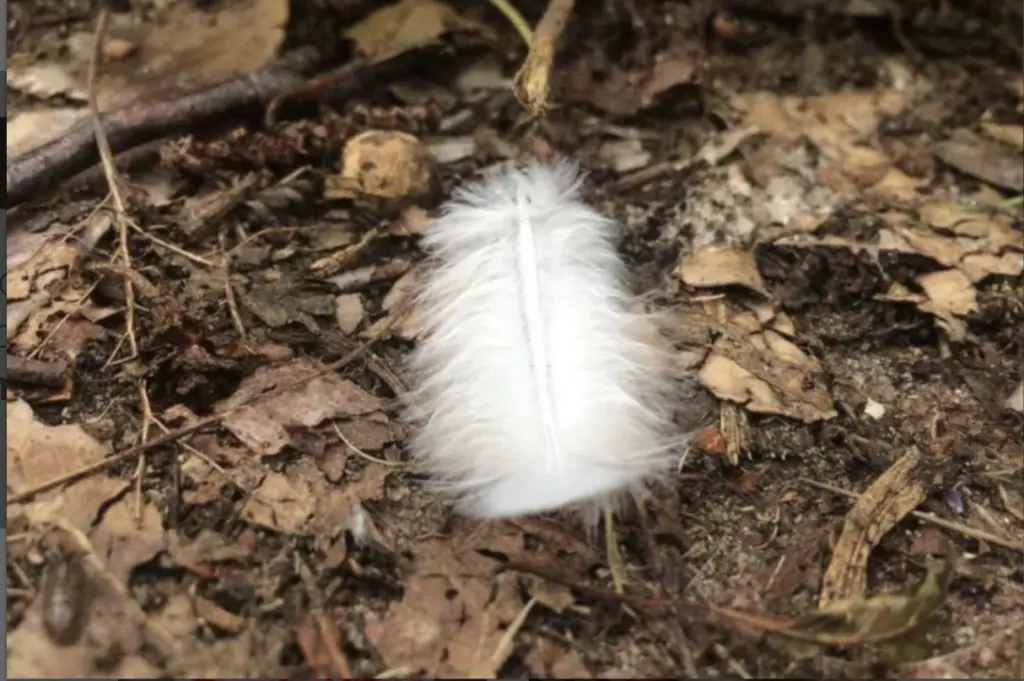 Condolence image of 🌹♥️🌹