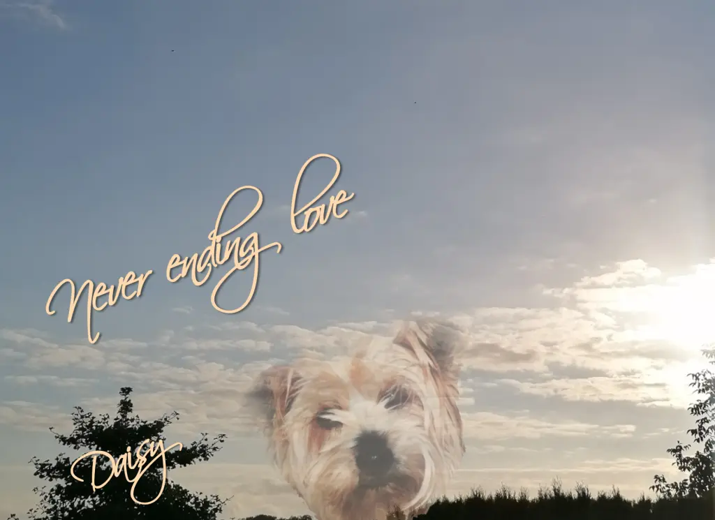 Condolence image of 🌹Für Daisy 🌹