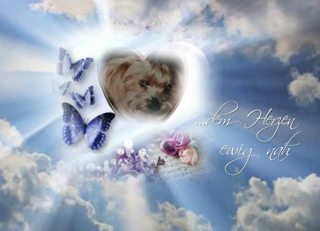 Condolence image of Daisy♥️ geliebt♥️ und unvergessen♥️