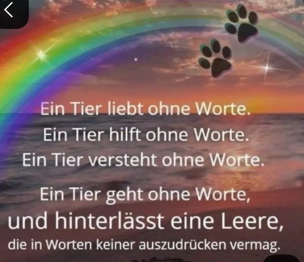 Condolence image of Für die liebe Daisy ❤️