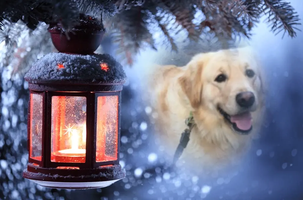 Condolence image of Peter & Christa mit Theo♥️