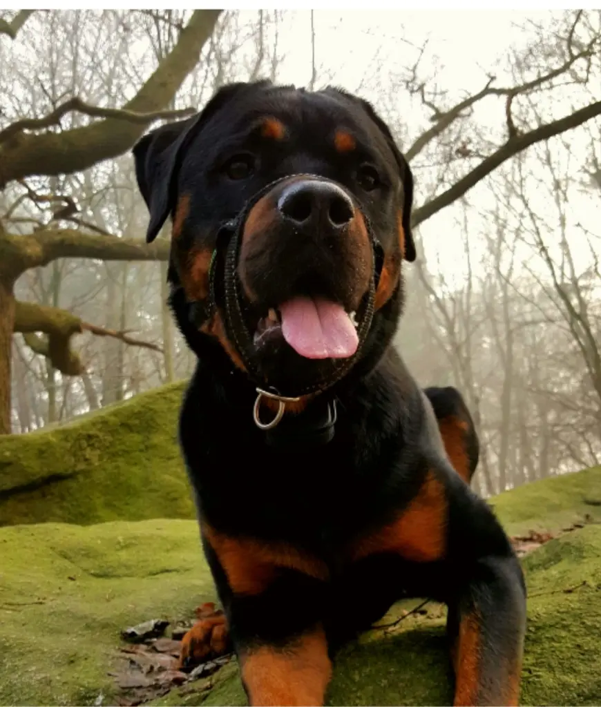 Condolence image of Big Boy ❤️