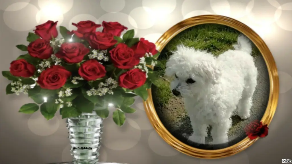 Condolence image of Tanja mit Timmy im ❤