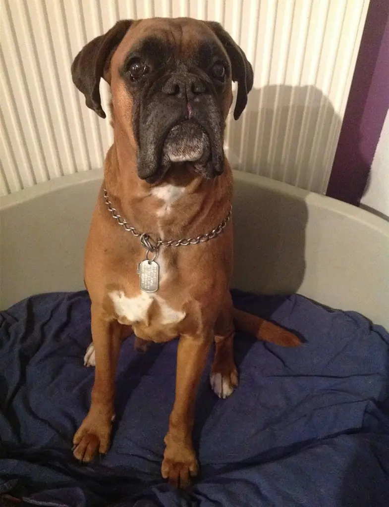 Condolence image of Mäxchen