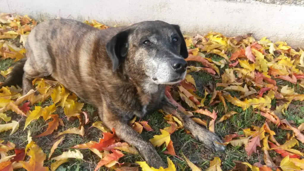 Condolence image of Gabi mit Max