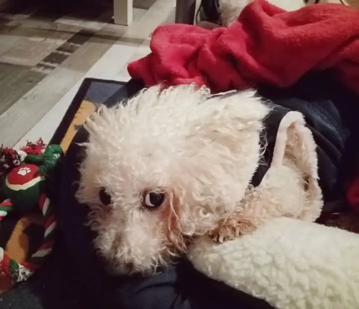 Condolence image of Dein treuer Freund Snupik ❤️