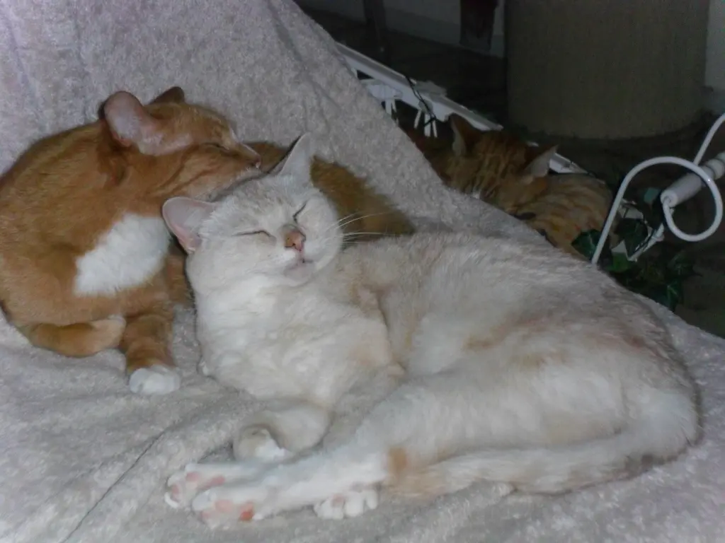 Condolence image of Beate mit Elvis im Herzen ❤