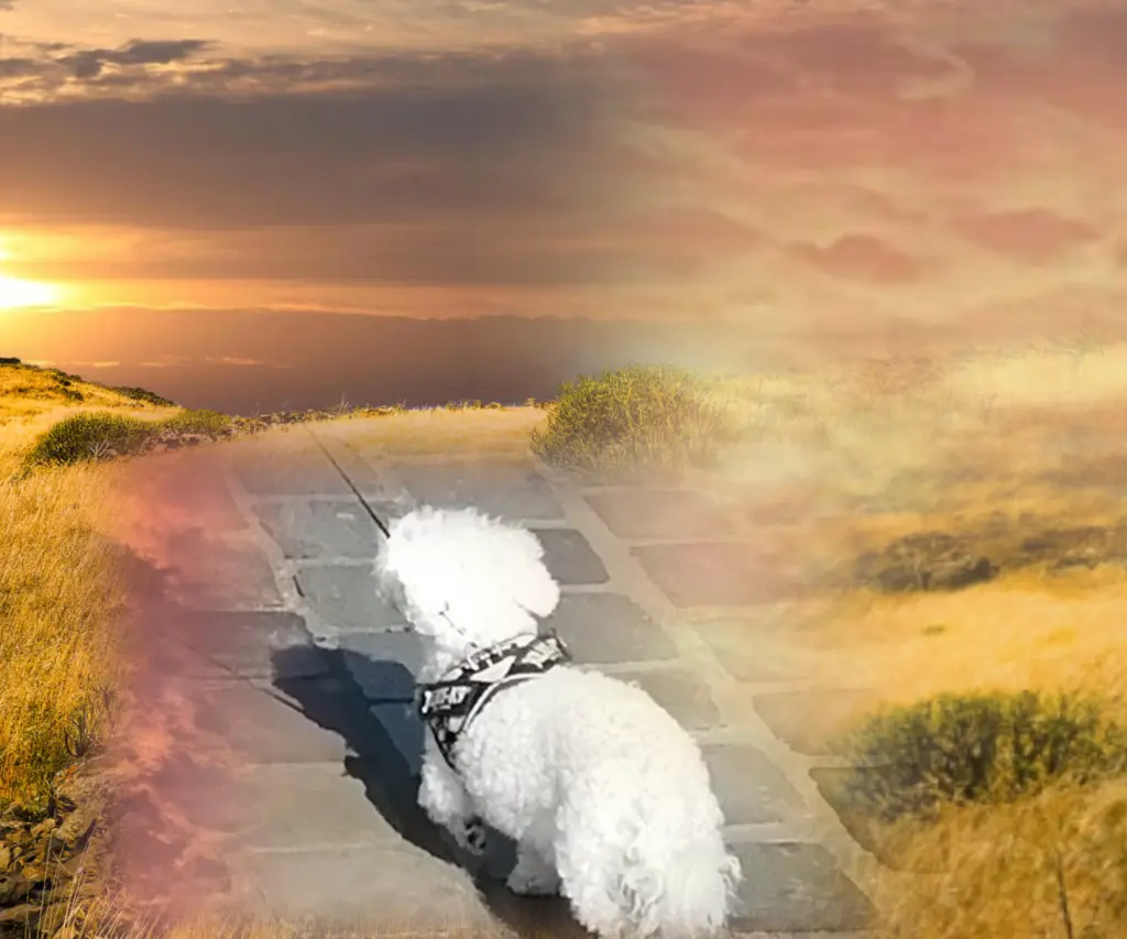 Condolence image of Immer♡ in ♡ meinem ♡ Herzen ♡