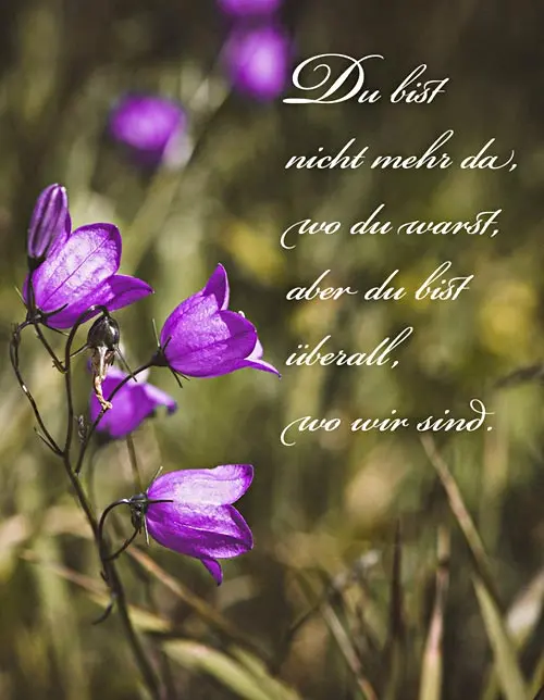 Condolence image of Amy ❤️