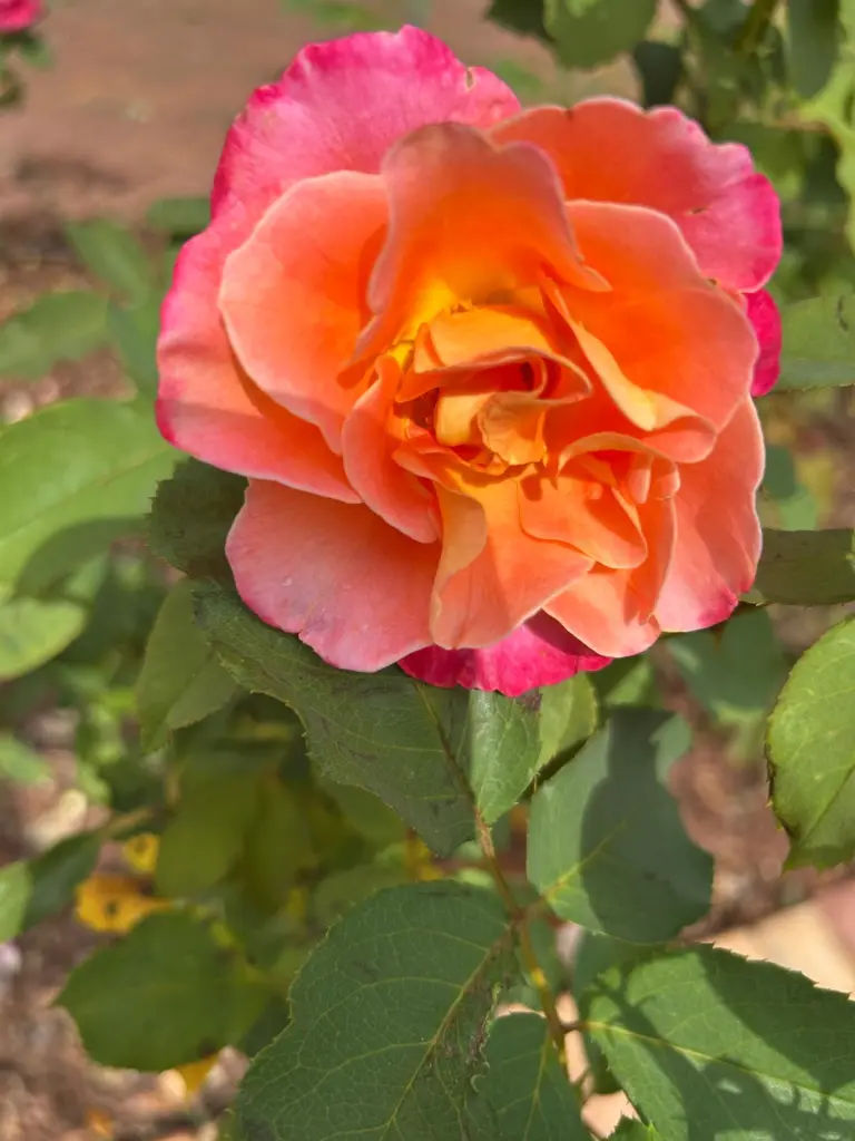 Condolence image of Petra mit Motte