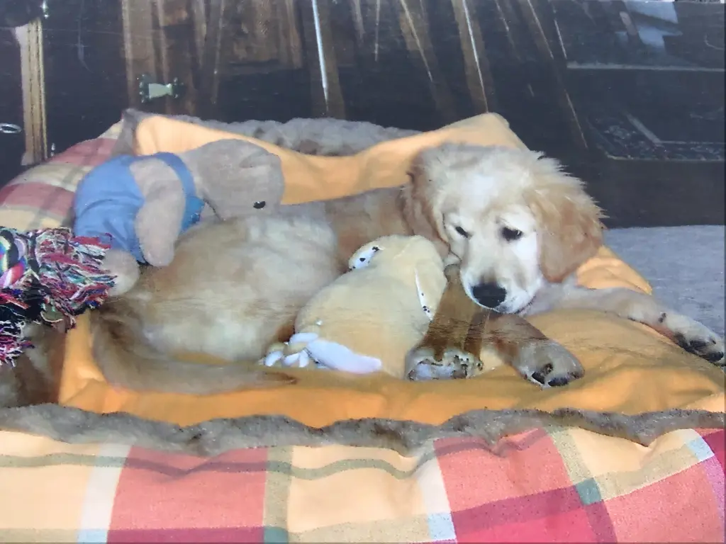 Condolence image of Angelika mit Luna ❤️⭐️