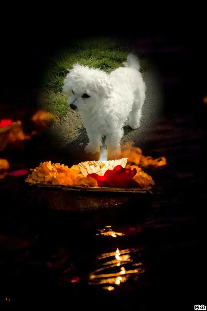 Condolence image of Tanja mit Timmy im 💘