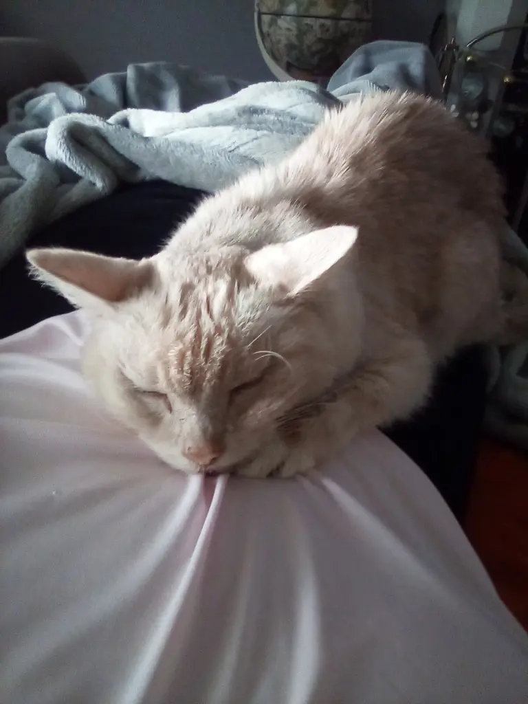 Condolence image of Danke von Elvis ❤