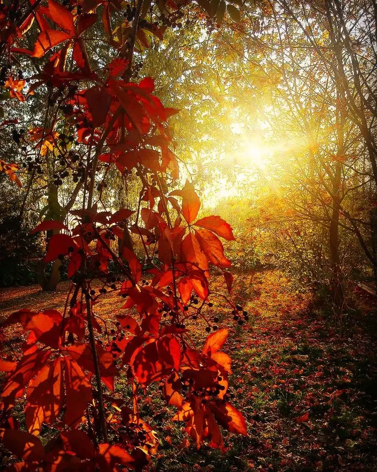 Condolence image of Cuddles