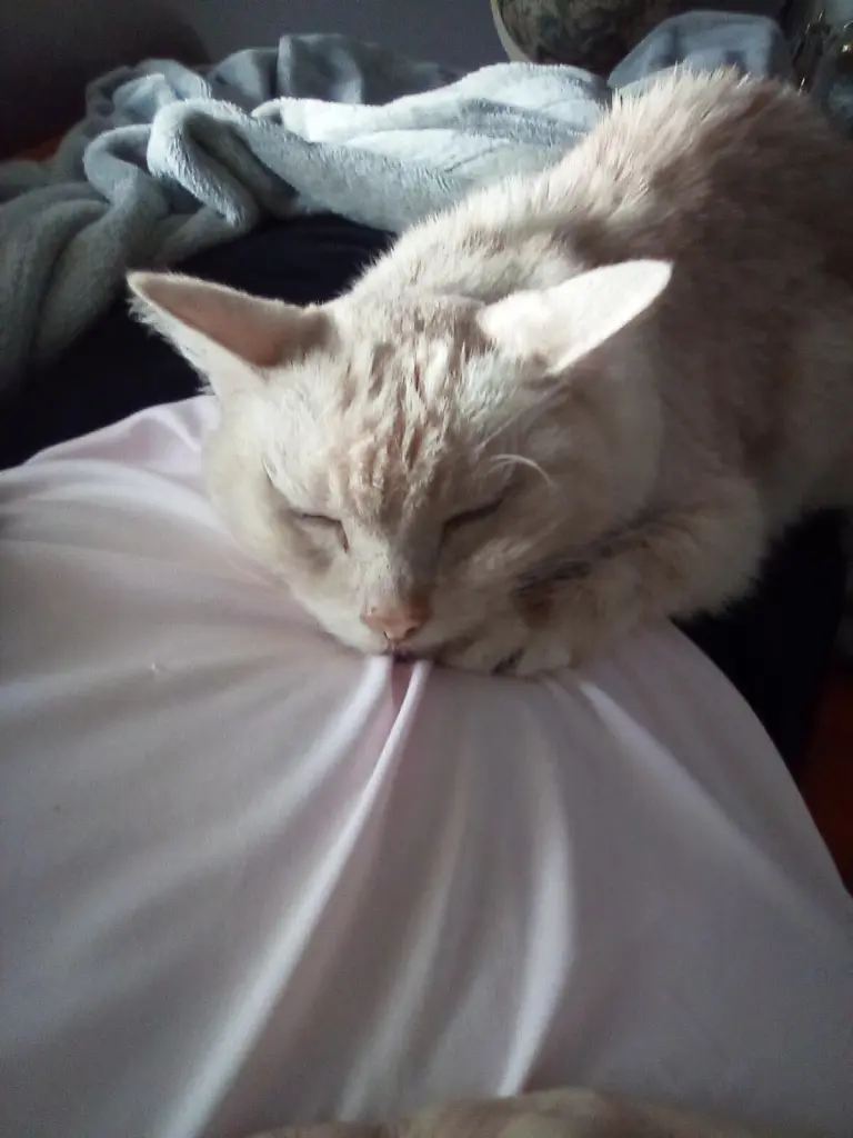 Condolence image of Beate mit Elvis im Herzen ❤