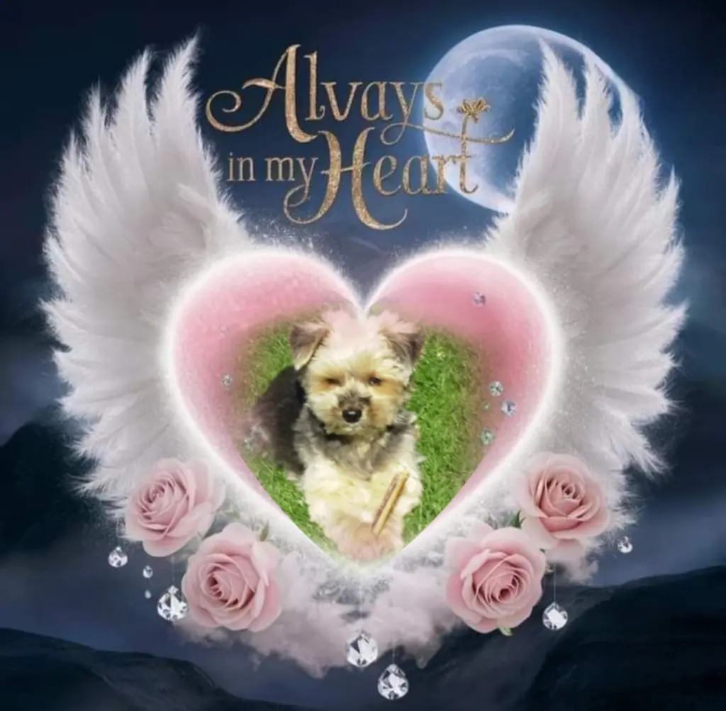 Condolence image of Buffy♥️ geliebt♥️ und unvergessen♥️