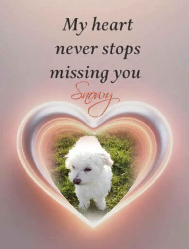 Condolence image of Snowy♥️ geliebt♥️ und unvergessen♥️