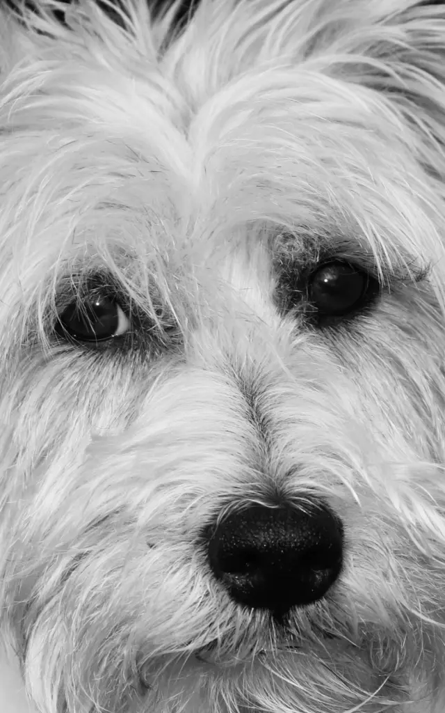 Condolence image of Snooowwyyyyyy uiiiiii🍂