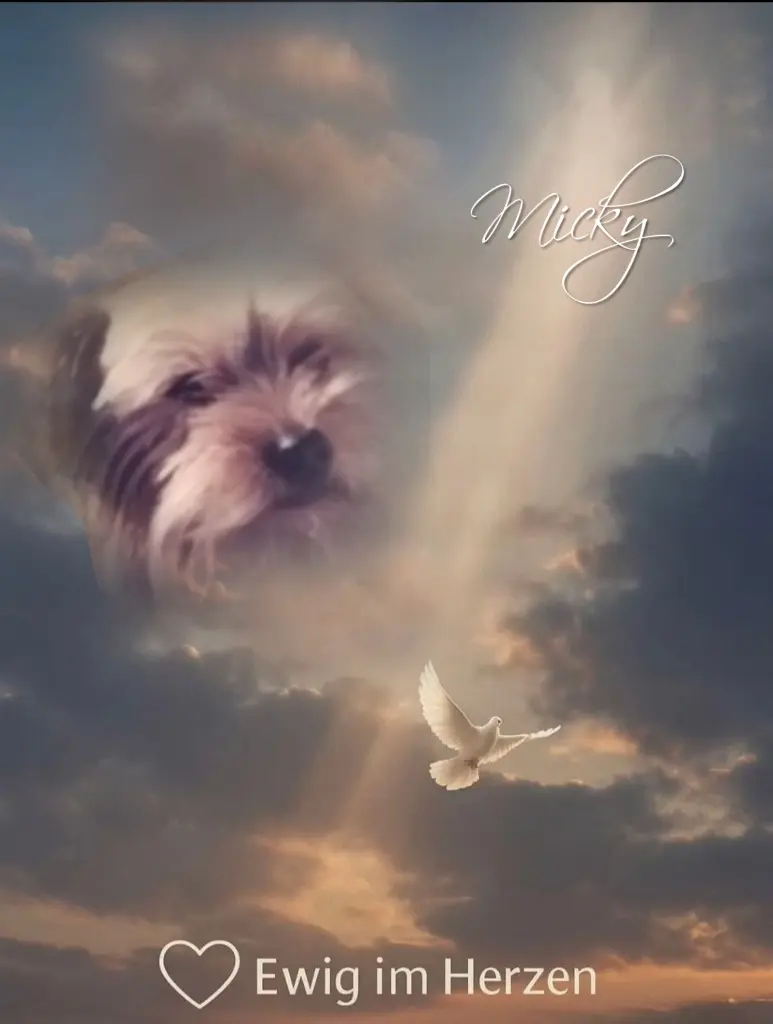 Condolence image of Micky♥️ geliebt♥️ und unvergessen♥️