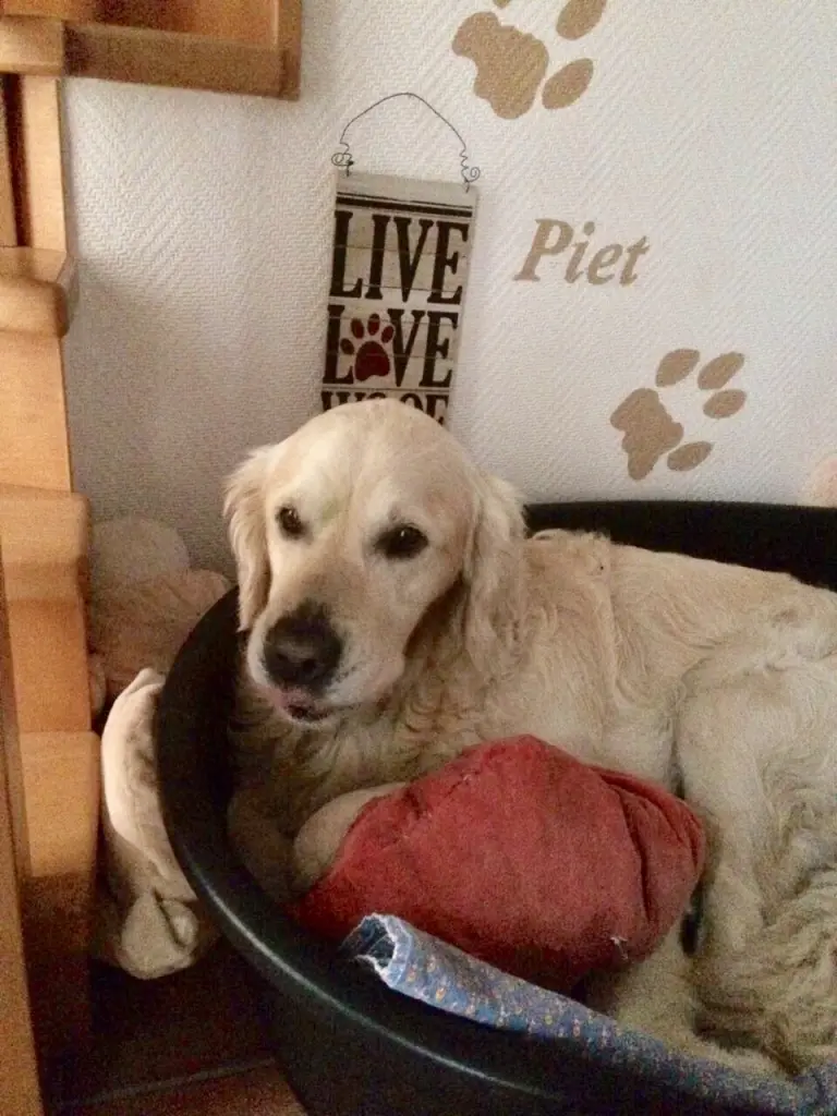 Condolence image of Andy, Piet ❤️❤️ und Freddi ❤️❤️