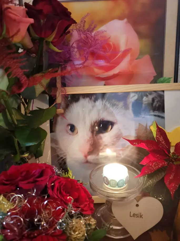 Condolence image of Olena mit Lesik im Herzen ❤️