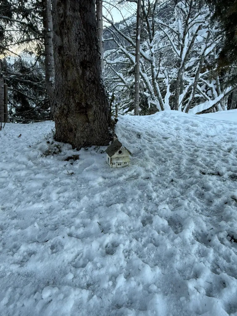 Condolence image of Für Snowy und die ganze Bande 🕊️