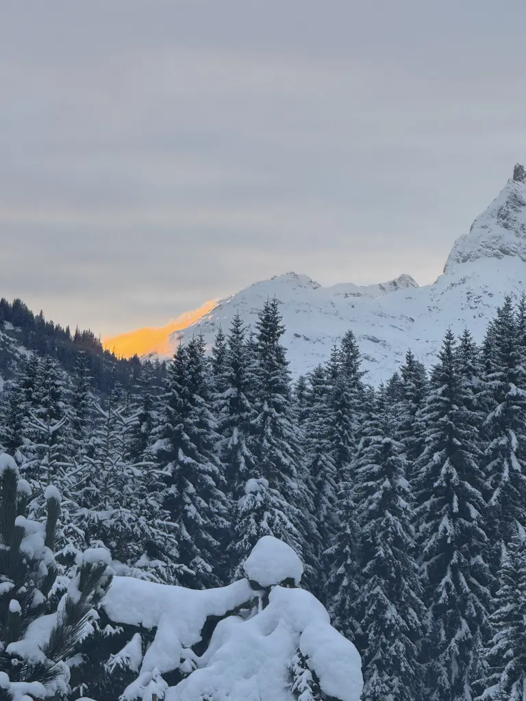 Condolence image of Snowy Lockenköpfchen