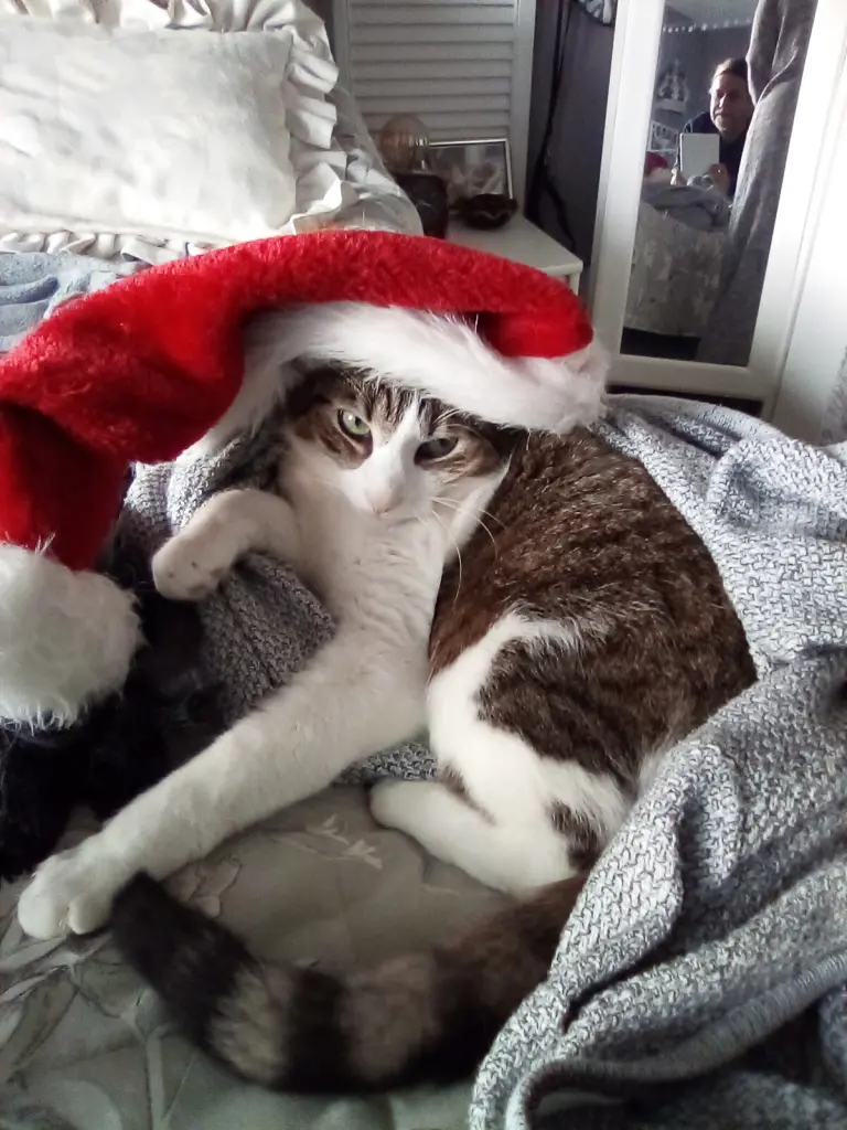 Condolence image of Beate mit Elvis im Herzen ❤